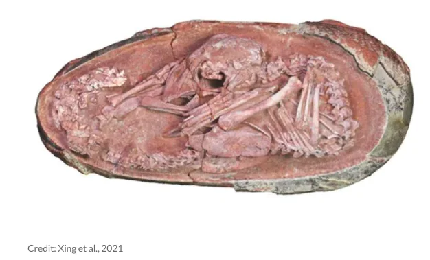 Trovato embrione di dinosauro